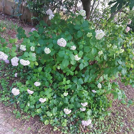 Hrastic Appartement Poreč