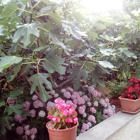 Apartament Hrastic *